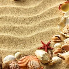 Воспоминания о лете: море, песок, ракушки (работа кружка "Творческая мастерская").